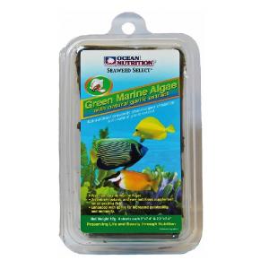 אצת ים ירוקה