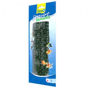 צמח דקורטיבי היגרופילה (Hygrophila)