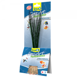 צמח דקורטיבי אלוכאריס (Hairgrass) באורך של 15 ס"מ עד 35 ס"מ